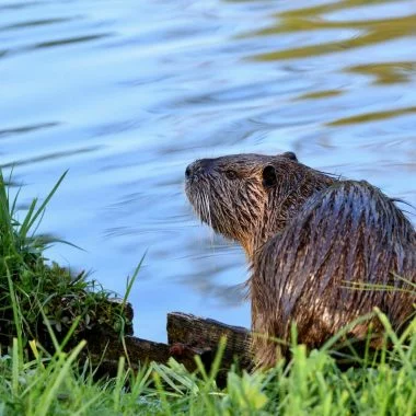 A nutria with wet hair in the green grass on the background of the pond